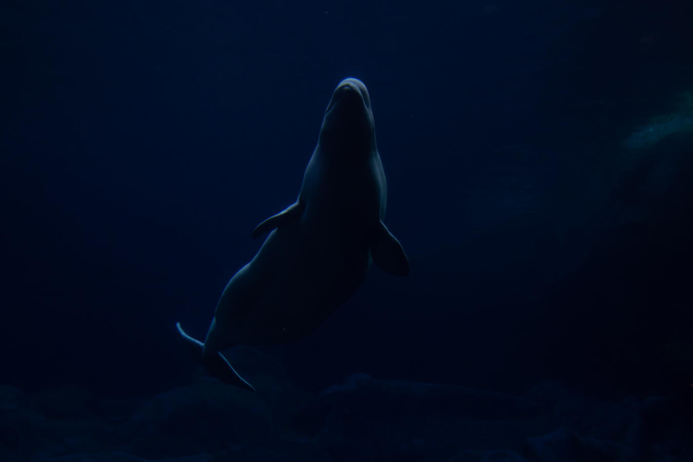 White whale White whale