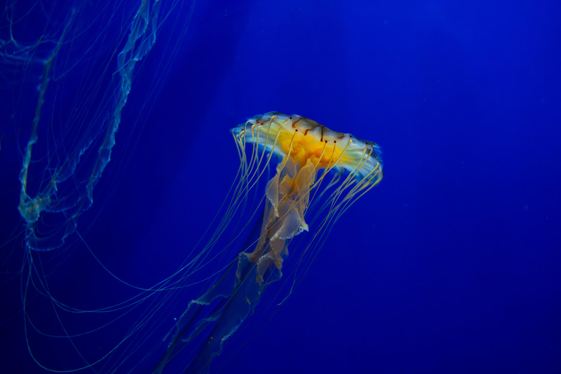 ATL Aqua.